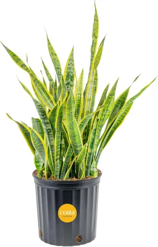 Miniatura 12 de Costa Farms - Planta de serpiente, Sansevieria, planta viva en maceta decorativa, fácil de mantener, suculenta purificadora de aire para interiores