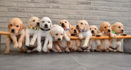 Miniatura 7 de 16 collares de cachorros para cachorros pequeños, collares de seguridad con hebilla de seguridad para cachorros, collar de parto ajustable