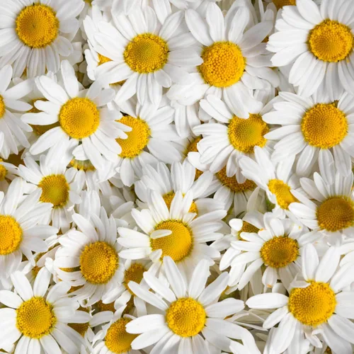Miniatura 7 de Seed Needs Semillas de manzanilla romana para plantar, sin OMG, reliquia y sin tratar, cultiva un jardín de hierbas medicinales cultivadas en casa