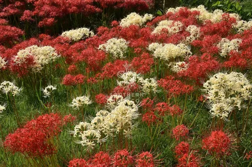 Miniatura 6 de The Southern Bulb Company - Bombillas de lirio rojo de araña roja (Lycoris Radiata), perenne que florece en otoño, perfecto para climas del sur