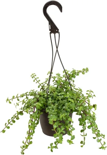Plantas para Mascotas - Suculentas de Orejas de Elefante Trepadoras, Plantas Colgantes Vivas, Plantas Suculentas para el Hogar, Maceta Colgante en