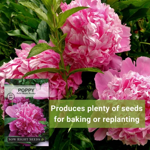 Miniatura 5 de Sow Right Seeds - Semillas de amapola de peonía de rosa pálida para plantar - Variedad anual de reliquia sin OMG - Hermosas flores de amapola