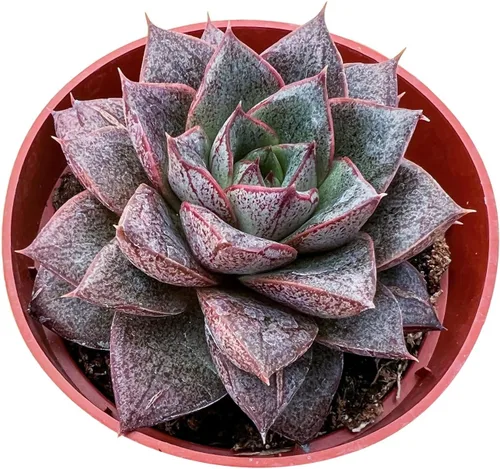 Miniatura 17 de Sprout N Green Echeveria agavoides 'Lipstick', suculenta viva totalmente arraigada en maceta de inicio de 4 pulgadas, planta de casa para interiores