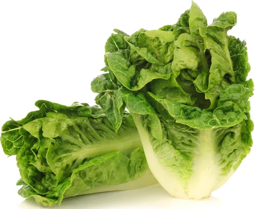 Miniatura 11 de Más de 1000 semillas de lechuga Tom Thumb Heirloom, cultivadas en Estados Unidos sin OMG, cultivadas en Estados Unidos, lechuga en miniatura de 5