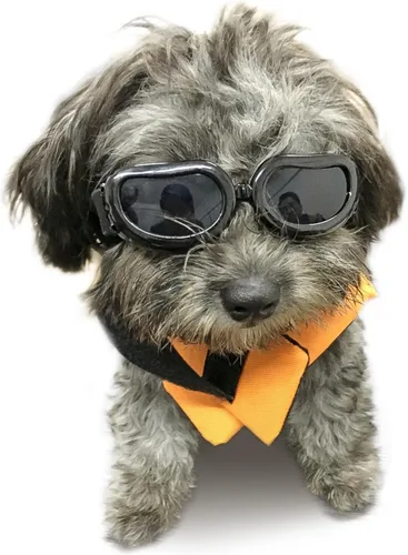 Antiparras anteojos de sol para gatos o perros pequeños, Negro