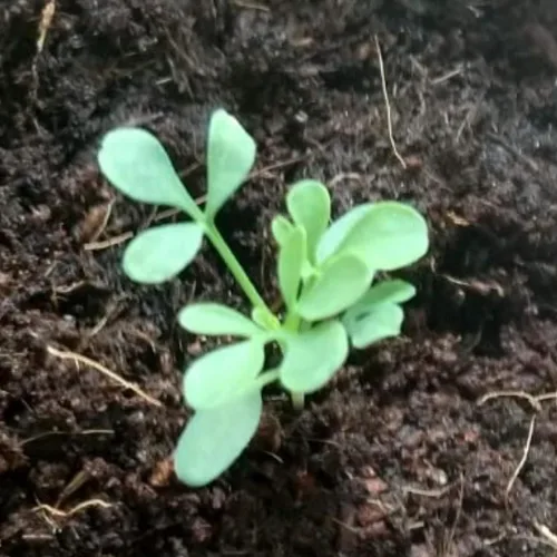 Miniatura 7 de Seed Needs Semillas de Rúe para Plantar Hierbas Medicinales - Semillas Perennes Autóctonas No Transgénicas y Sin Tratar para Cultivar un Jardín