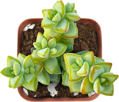Miniatura 2 de Plantas de interior vivas suculentas "Bead Vine", tamaño aproximado de 2 pulgadas, suculentas en maceta, completamente enraizadas, de fácil cuidado