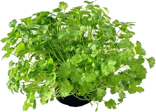 Miniatura 4 de Semilla de cilantro, semillas de germinación, microverde, brotes, 16 onzas, sin OMG – Marca Country Creek Acres – Alta germinación de brotes