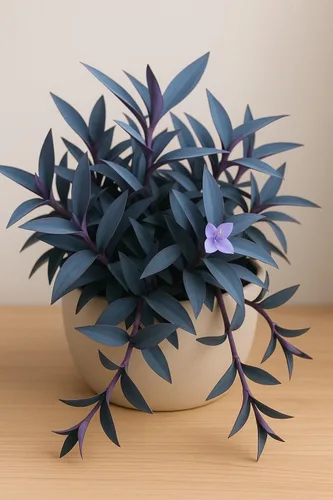 4 esquejes de Blue Mirage Wandering Dude para crecer | 3-4 pulgadas de largo - Esquejes Tradescantia Spiderwort para cultivar - Azul oscuro/morado -
