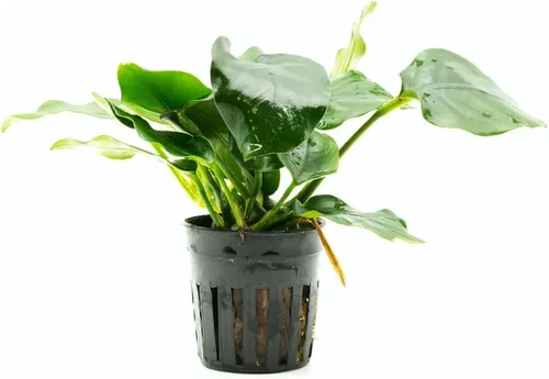 Miniatura 21 de SubstrateSource Plantas vivas – Anubias Hastifolia (Anubias hastifolia) – Luz baja a moderada, hojas en forma de flecha de color verde medio a