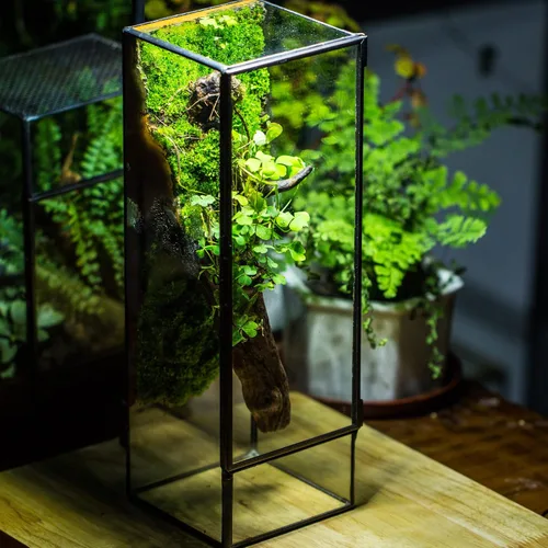 Miniatura 2 de NCYP Terrario de cristal cerrado con puerta, 3.9 x 3.9 x 11.8 pulgadas, maceta rectangular alta para helechos, plantas suculentas, decoración