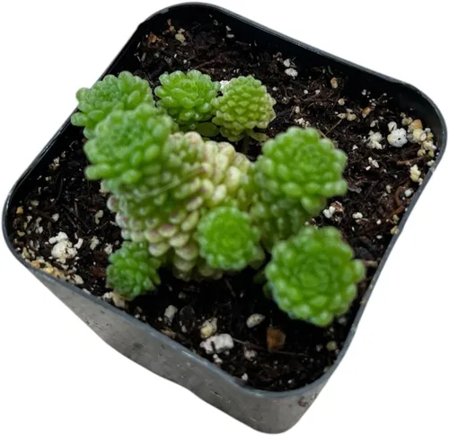 Miniatura 4 de Plantas de cactus suculentas vivas raras (maceta Monanthes polyphylla)