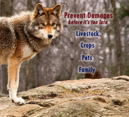 Miniatura 4 de PredatorPee Orina de lobo 100% - Aroma de marcado territorial - Crea ilusión de que el lobo está cerca
