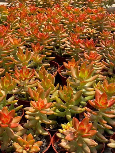 Miniatura 3 de Suculenta Viva de 4" Sedum Coppertone Naranja Sangre, Plantas Suculentas Vivas Completamente Enraizadas Planta de Interior para Decoración del Hogar