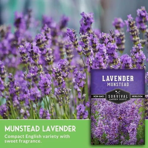 Miniatura 3 de Munstead - Semillas de Lavanda Inglesa para Plantar – Hierba Perenne Enana Compacta Resistente para Jardines Interiores o Exteriores, Flor