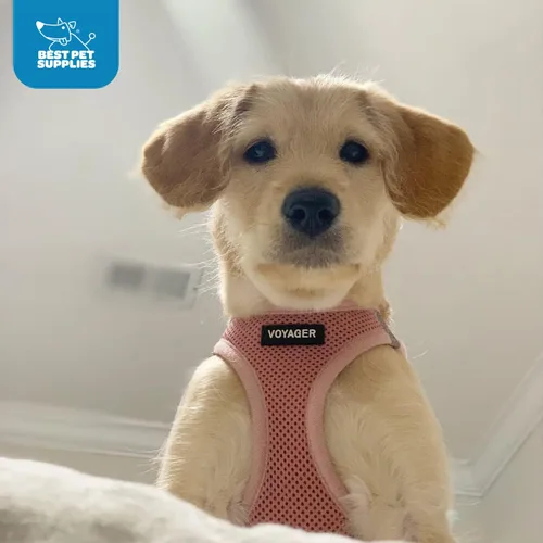 Miniatura 10 de Best Pet Supplies Voyager Step-in Air Arnés – Malla para todo clima, reflectante, arnés antitirones para perros y gatos, seguro con cierre de gancho
