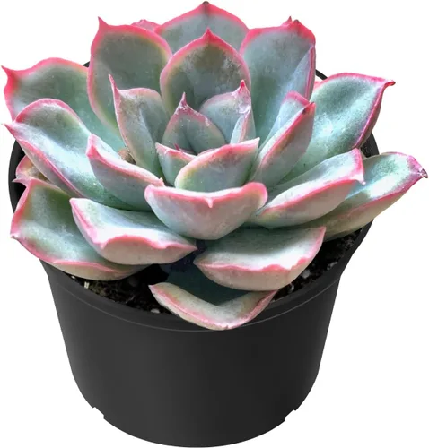 Miniatura 31 de Sprout N Green Sedum Dorado, Sedum adolphi, Mini suculenta viva totalmente enraizada en maceta de inicio de 2 pulgadas con mezcla de tierra, planta