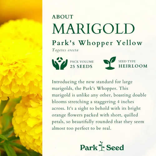 Miniatura 2 de Park Seed Whopper - Semillas de flores de caléndula amarilla, flores gigantes de 4 pulgadas totalmente dobles, tolerantes a la botrytis y Amarillo