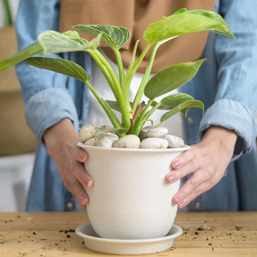 Miniatura 5 de YISZM Rocas blancas de río de 40 libras para paisajismo, guijarros naturales de 2 a 3 pulgadas para plantas de interior, piedras decorativas Blanco