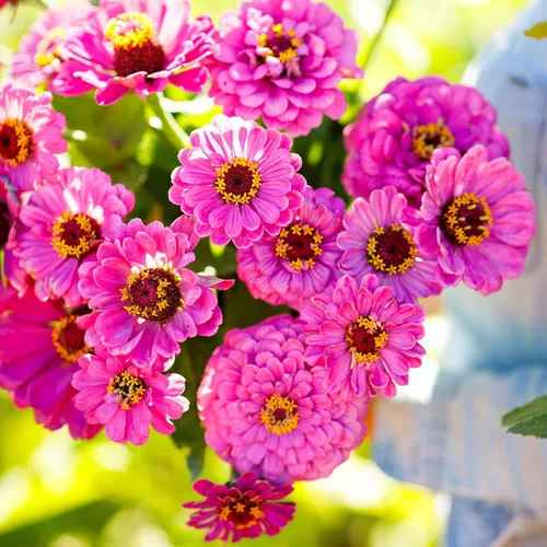 Miniatura 56 de Eden Brothers - Semillas de zinnia, cactus con flores, sin OMG, plantar en primavera, paquete, flores de bajo mantenimiento, zonas 3, 4, 5, 6, 7, 8