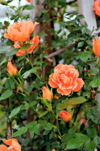 Miniatura 2 de 5 Seeds Orange Climbing Rose Rosa Bush Vine Climber Fragrant Butterfly Flower Seeds