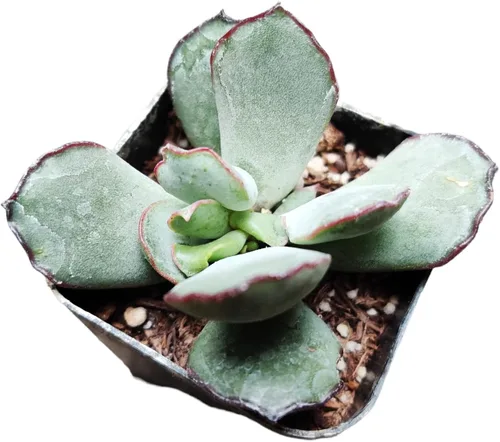 Miniatura 5 de Plantas de cactus suculentas vivas raras (maceta Monanthes polyphylla)