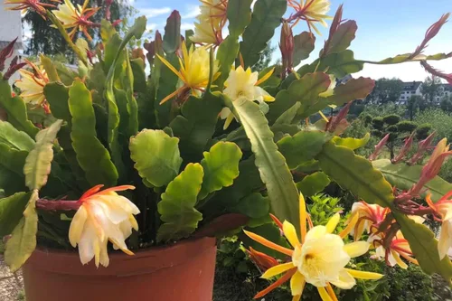 Miniatura 4 de Corte de cactus de orquídea Epiphyllum amarilla, 8 pulgadas a 10 pulgadas de largo, planta suculenta viva, sin raíz