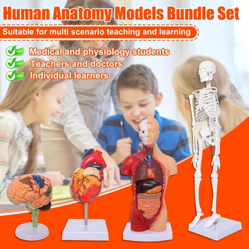 Miniatura 4 de Wadoy Conjunto de modelos de anatomía humana, cerebro, cuerpo del torso humano, corazón, modelo de esqueleto, modelos de anatomía para estudiantes