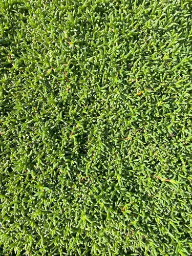 Miniatura 3 de BAREROOT Ruschia Lineolata 'Nana' - 'Alfombra enana de estrellas' - PPAF - Suculenta césped subsitute - Jardín de Cristina (36)