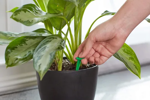 Miniatura 2 de Miracle-Gro Picos de alimentos para plantas de interior, incluye 48 picos, alimentación continua para todas las plantas de interior con flores