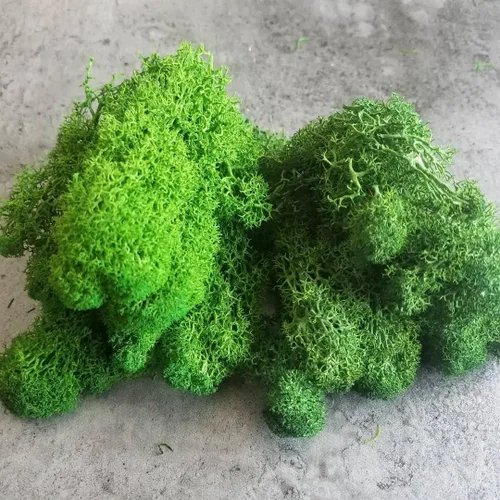 Miniatura 7 de Musgo de Reno Preservado Verde Natural Kit de Bricolaje Arte de Jardinería Decoración de Pared Decoración de Floristería Decoración de Mesa