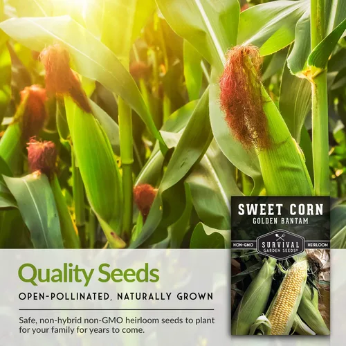 Miniatura 7 de Golden Bantam - Semilla de maíz dulce para plantar, 1 paquete con instrucciones para cultivar, cultiva maíz amarillo al aire libre en el huerto