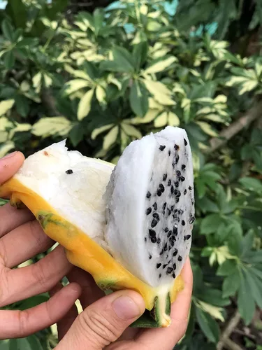 Miniatura 5 de Corte amarillo de la fruta del dragón 8 Inc a 10 Inc longitud para plantar 1 corte