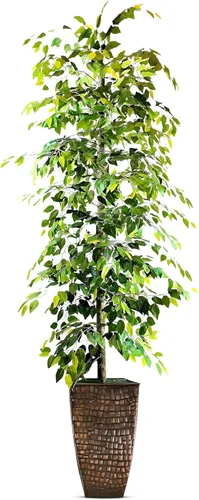 Miniatura 10 de LCG Florals Árbol de ficus de 4 pies en maceta de metal negro con tronco de madera real, plantas de imitación para interiores y exteriores