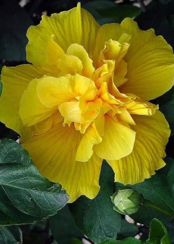 Semillas - 20 Semillas de hibisco amarillo doble raras Plato de cena gigante Jardín de flores exóticas, semillas con flores