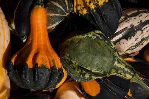 Miniatura 7 de Semillas ornamentales de mezcla de calabaza gigante, vegetales tradicionales para plantar 10 semillas decorativas únicas sin OMG