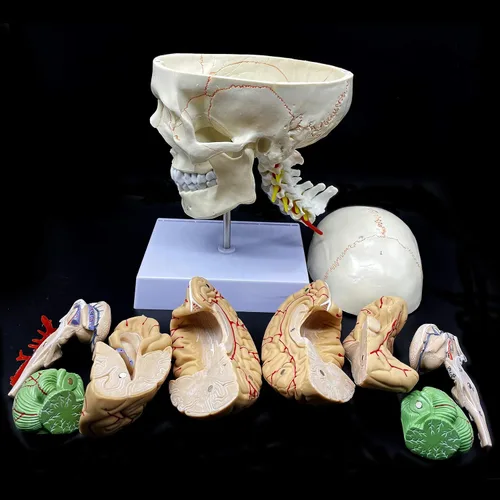 Miniatura 4 de Cráneo humano con cerebro y vértebra cervical Modelo anatómico Anatomía de tamaño real para estudio de aula de ciencias Modelo de enseñanza