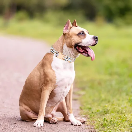 Miniatura 5 de Collar de perro con hebilla de metal con bonito estampado, collares ajustables con patrón floral para mascotas para perros pequeños, medianos