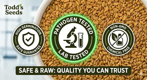 Miniatura 5 de Todd’s Seeds - Semillas germinadas de alfalfa premium 100% libres de químicos - Fáciles de cultivar, perfectas semillas de alfalfa a granel