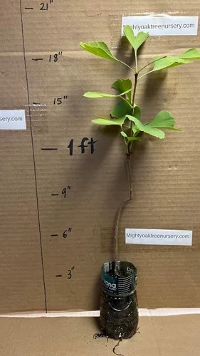 Miniatura 8 de Plántula de Ginkgo Biloba de 2 a 3 años de edad de 10 a 12 pulgadas de alto
