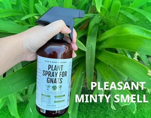Miniatura 9 de Kate's Home & Garden - Spray para plantas contra insectos y mosquitos con 12 trampas adhesivas. Asesino de mosquitos del hongo y repelente