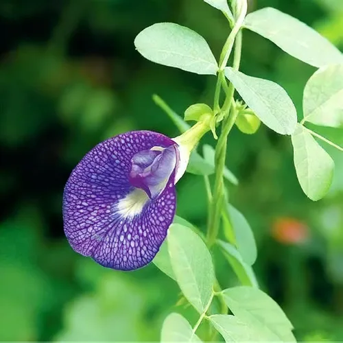 Miniatura 5 de Semillas de flor de guisante de mariposa para plantar, 35 semillas de Clitoria mixtas, semillas de clitoria sin OMG para jardín ornamental, bonsái