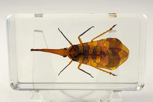 Miniatura 27 de 44mm Escorpión real asiático gigante en resina de lucite transparente cristal, especímenes de artesanía, insectos de animales varios, colección