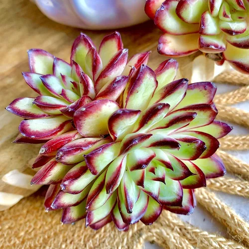 Miniatura 3 de Plantas suculentas viven Echeveria 'llama roja', mini suculentas rojas de 3 pulgadas, raíz desnuda sin maceta, planta suculenta decoración viva