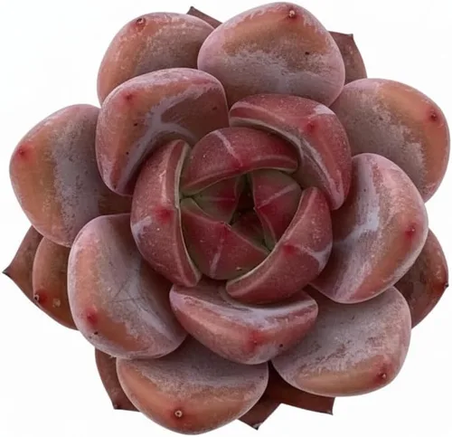 Miniatura 16 de Echeveria Agavoides Ebony - Suculenta viva - 2.5 pulgadas - Tolerante a la sequía, bajo mantenimiento, ideal para interiores y exteriores, Echeveria