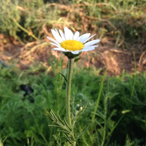 Miniatura 4 de Plant Good Seed Semillas de manzanilla romana para plantar: hierba de té perenne, flores blancas y amarillas densas - Paquete de 1,000 semillas