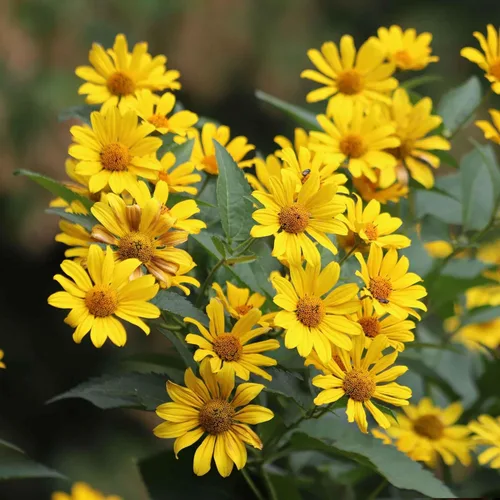 Miniatura 28 de Eden Brothers Semillas de girasol - Autumn Beauty
