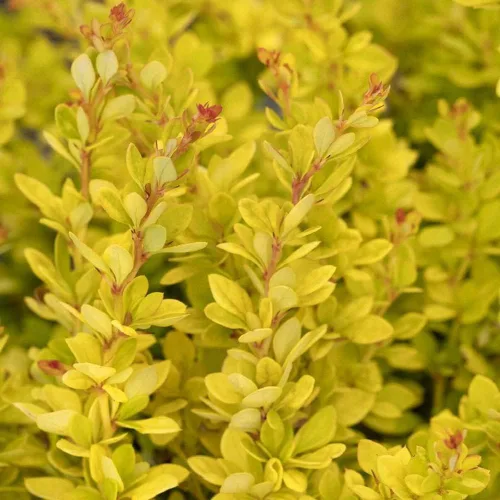 Miniatura 5 de Blooming & Beautiful - Golden Nugget Enano Agracejo Japonés - 3 gal - Monrovia - Arbusto de hoja caduca - Follaje amarillo dorado - Compacto - Zonas