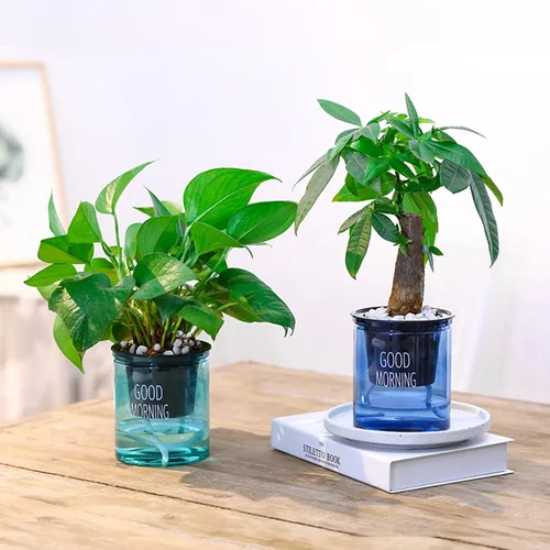 Miniatura 2 de AkoMatial Macetas de riego automático, macetas transparentes para suculentas, maceta redonda con cuerdas de algodón para el hogar, oficina, jardín