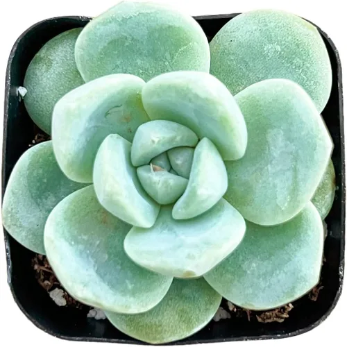 Miniatura 16 de Sprout N Green Echeveria 'Snow Angel', suculenta viva totalmente enraizada en maceta de 2 pulgadas, planta de casa para el hogar, oficina, boda